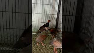 The Roul Roul Partridge Crusted Wood Partridge birds birdsavairy naturelovers