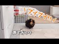 【鳴き声】お皿洗ってるとプイプイ鳴くモルモット　PUI PUI Guinea Pig