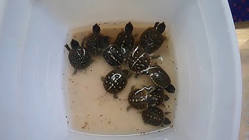 Baby Box Turtles Get More Meal Worms