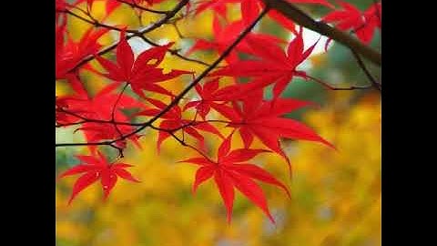 سورة الفيل مكررة بصوت سعد الغامدي....