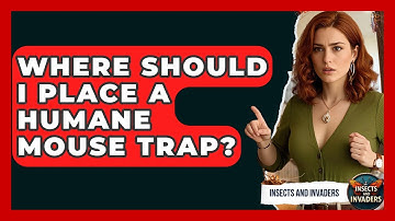 Where Should I Place A Humane Mouse Trap? - Insects and Invaders