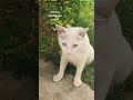 hyee cute❤️#foryou #viral##cat #subscribemychannel #love