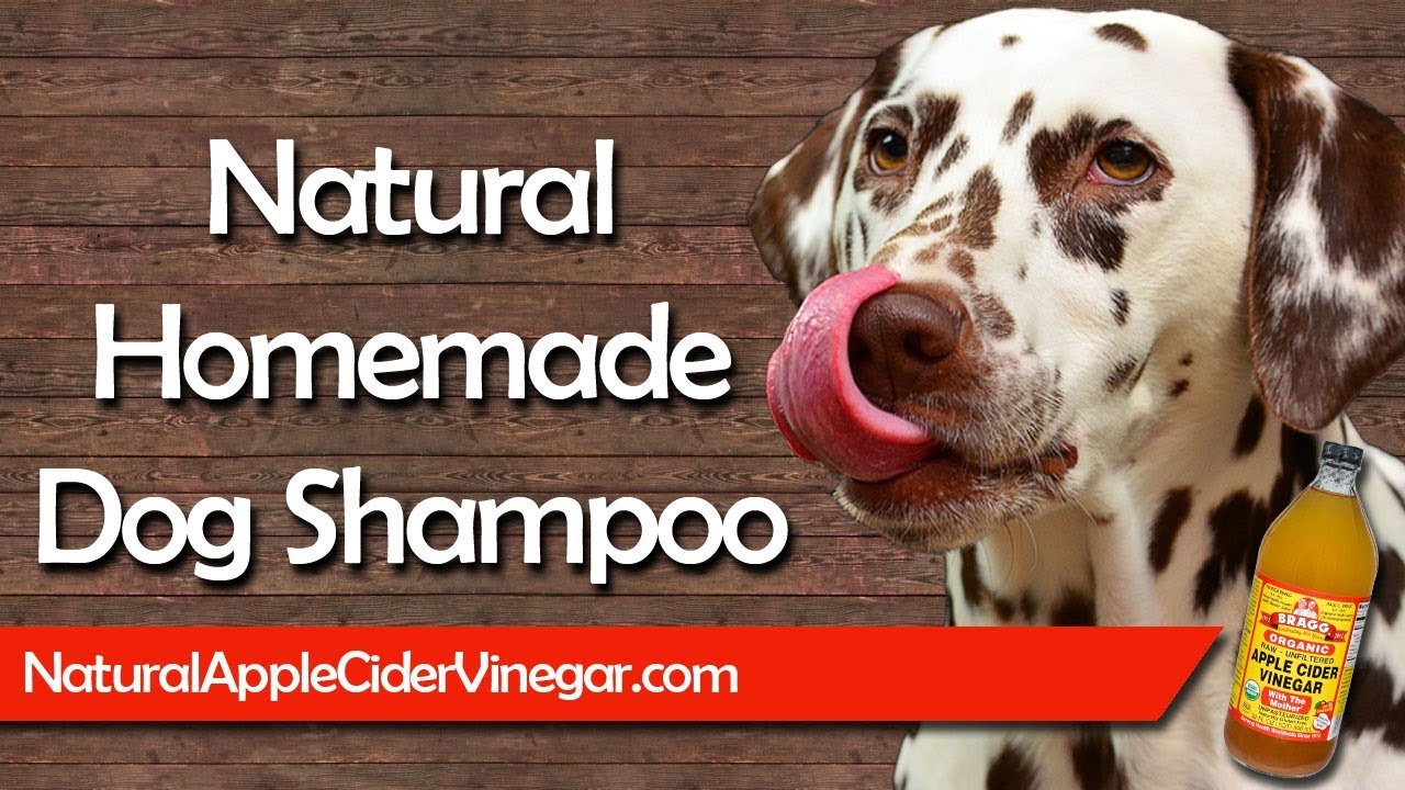 Homemade Dog Shampoo For Dry Skin