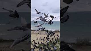 Мир,труд,май🕊️