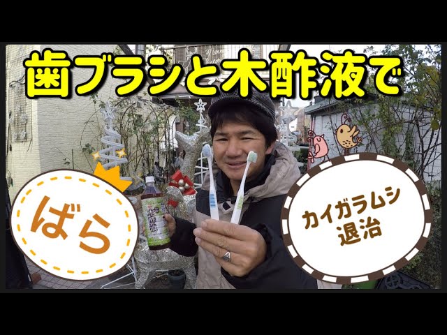 カイガラムシ 歯ブラシと木酢液で退治の巻き Youtube