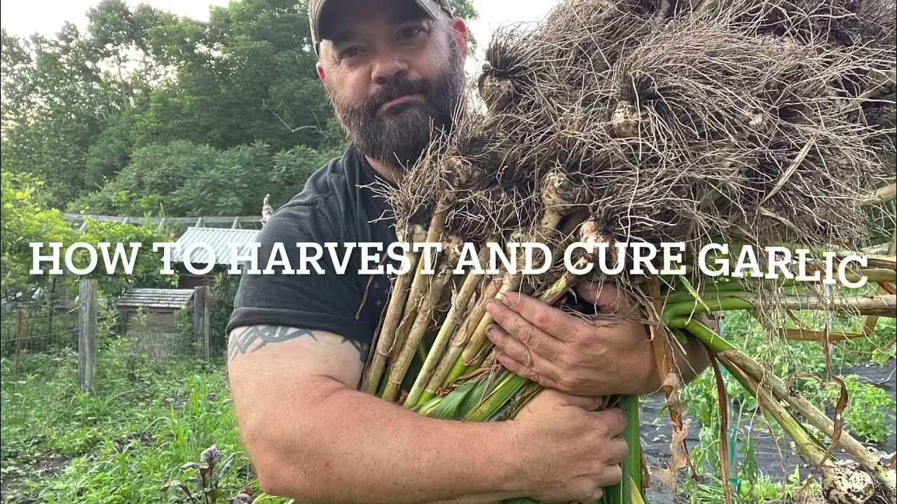 How to harvest and cure garlic YouTube