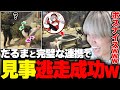 だるまと完璧なコンビプレーで警察から見事逃走をキメるへしこ【スト鯖GTA/RIDDLE ORDER/へしこ】