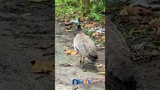 Descubriendo Mindo: paisajes, gastronomía y aves increíbles
