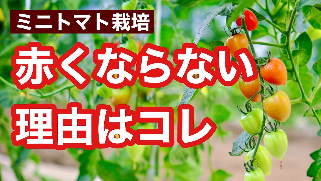 ミニ トマト が 赤く ならない