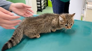 Three kittens go to hospital for vaccinations