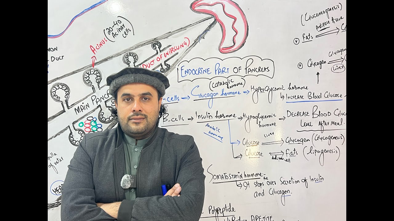 Лекция 15 | Поджелудочная железа / Эндокринная функция поджелудочной железы | Глава о пищеварении...