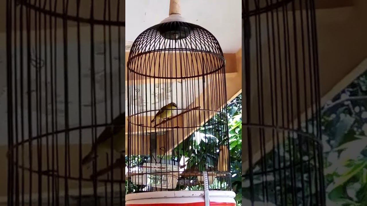 Pleci nembak mantenan sambung kenari