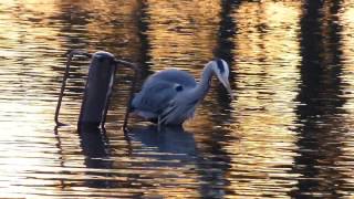 grey heron and young coot
