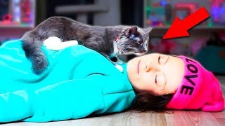 MY CAT AND DOGS REACT TO ME "PLAYING DEAD" | FUNNIEST PRANK ON DOGS AND CAT