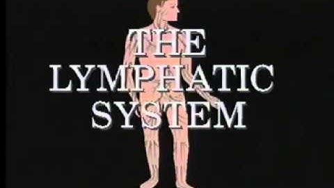 The Lymphatic System (Part 2) - A Level Biology