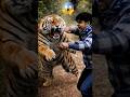 🐅 Tiger Attack in the Jungle! Fight for Survival 😱🔥 #shorts #adventure #youtubeshorts