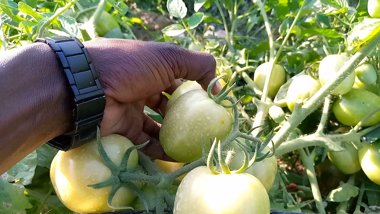 Hii mbegu kwa kuzaa ni balaa #ZARA F1 si kwa matunda haya. 💪🍅