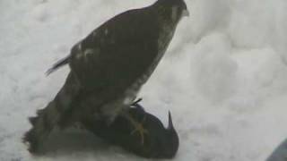 Sharp-shinned Hawk