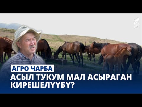 Video: Асыл тукум диаграммасында көмүскө формалар эмнени билдирет?