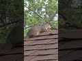 Squirrel Roof Lookout Vibes 🐿️