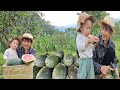 Daily life ly tam ca and his son went to pick red watermelons ly tam ca