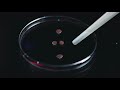 The IMBA Organoid Waltz