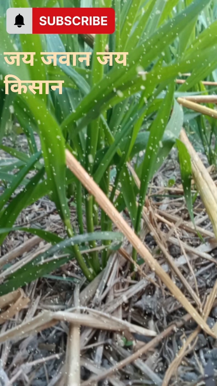 🇮🇳मेरा भारत, मेरी शान - ShareChat