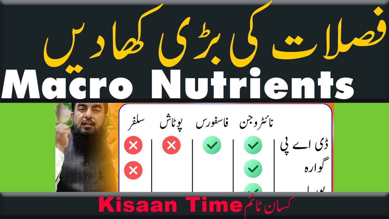 Macro Nutrients for Crops Fertilizers plan khad plan Best fertilizers for Crop Kisan timeکسان ٹائم