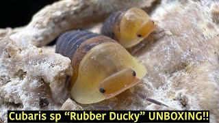 Cubaris sp “Rubber Ducky” UNBOXING!!