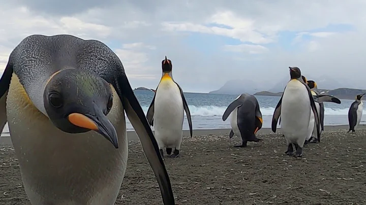 Penguins’ Paradise: Antarctica & South Georgia