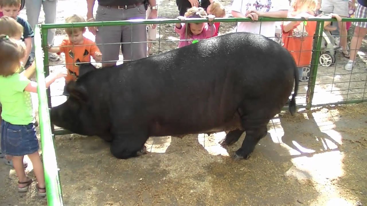 Schwein auf der Green Meadows Farm Kissimmee Florida YouTube