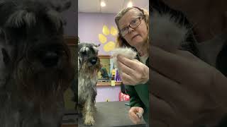 Carding Undercoat on the Hips of a HandStripped Standard Schnauzer