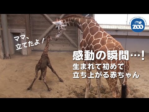 感動の瞬間‥！立てた！生まれたばかりのキリンの赤ちゃん【愛媛県立とべ動物園】杏子お母さんと仔キリン（2020年5月13日）