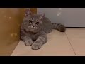 猫が喜ぶ映像:🥰素晴らしいクリップはすべてメンバーチャンネルにあります👇🏻🥰いつも動画楽しく観てます 🐈🐈⬛可愛い猫ちゃんに毎日癒されてます🙏🏻