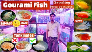 Gourami fish | Gourami fish breeding, male & Female, filter, temperature, types, Disease, Treatment.