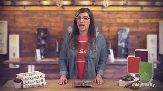 Cannabis 101  What s the difference between Indica, Sativa & Hybrid