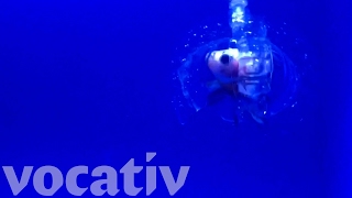 Meet A Squishy, See-Through Robot That Catches Fish
