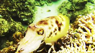 Ishigaki Diving