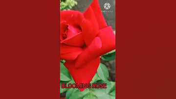 BLOOMING ROSE OF MY GARDEN I SHORTS SUBSCRIBE SEN S NEST 
