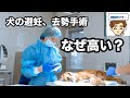 【とある獣医の見解】犬の避妊手術、去勢手術が昔より高くなってる理由