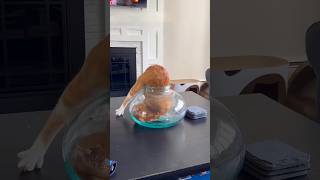 Funny Cats  episode 184 #shorts