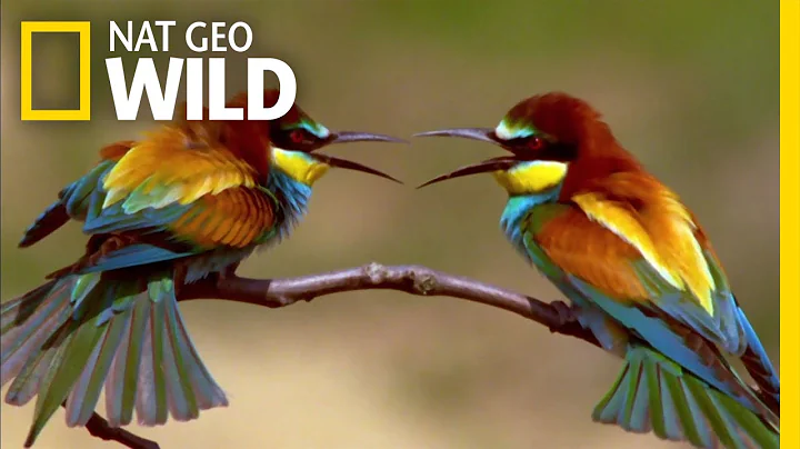 The Life of a Bee Eater | Real Angry Birds - DayDayNews