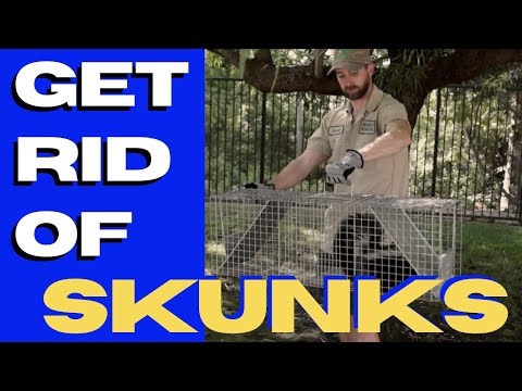 How to Get Rid of Skunks (Without Spraying) in 2022
