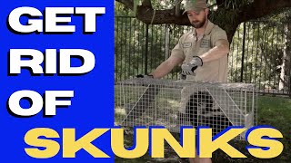 How to Get Rid of Skunks (Without Spraying) in 2024