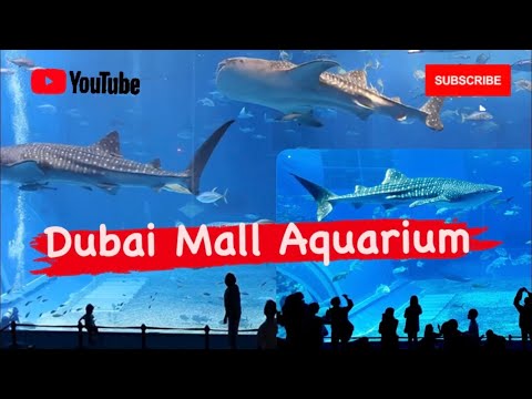 Dubai Aquarium | Dubai Mall | UAE | Wonders | Giant Shark