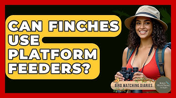 Can Finches Use Platform Feeders? - Bird Watching Diaries