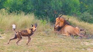 Wild Dogs Want To Save Brother From Lion