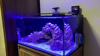 Diatom Süreci Ve İlk Canlıların Eklenmesi Deni̇z Akvaryumu Bölüm 2