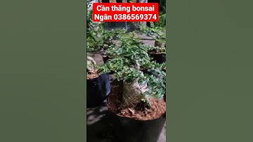 Cần thăng bonsai - Hoa kiểng Cái Mơn, Chợ Lách - Ngọc Ngân Bến Tre 0386569374