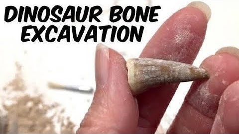 Excavating Dinosaur Bones | Earth Science